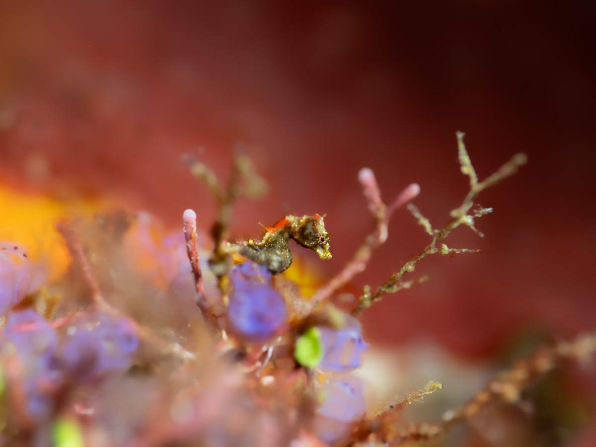Pontohi Pygmy Seahorse, Iris Uijttewaal - Undiscovered.nl