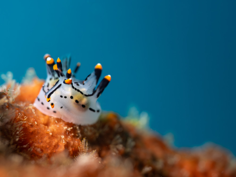 Pikachu Nudibranch, Iris Uijttewaal - Undiscovered.nl