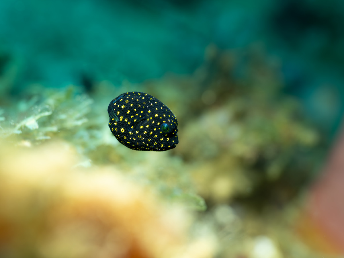 Pufferfish in de Bandazee, Iris Uijttewaal - Undiscovered.nl