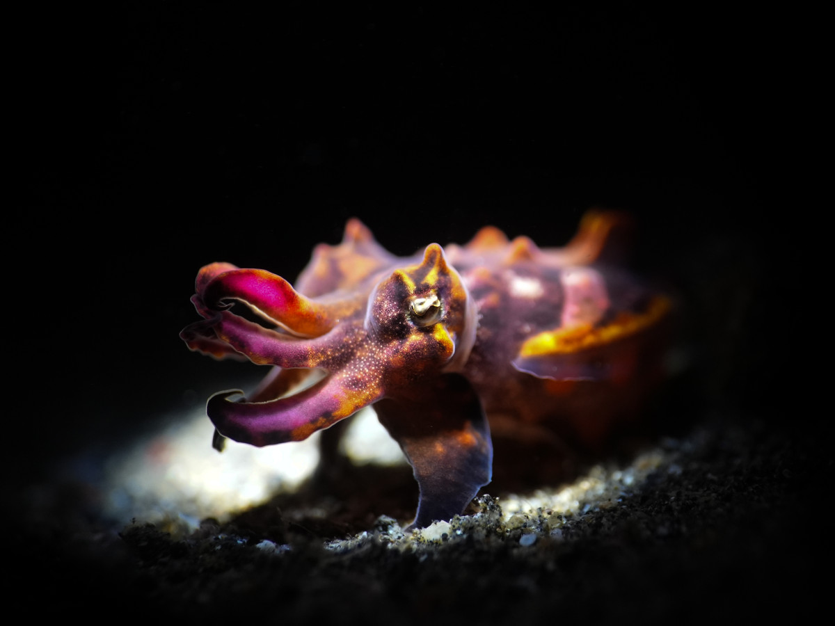 Flamboyant Cuttlefish in LEmbeh Strait, Iris Uijttewaal - Undiscovered.nl