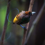 Magnificent Bird of Paradise in Arfak, Oost-Indonesië - Undiscovered.nl
