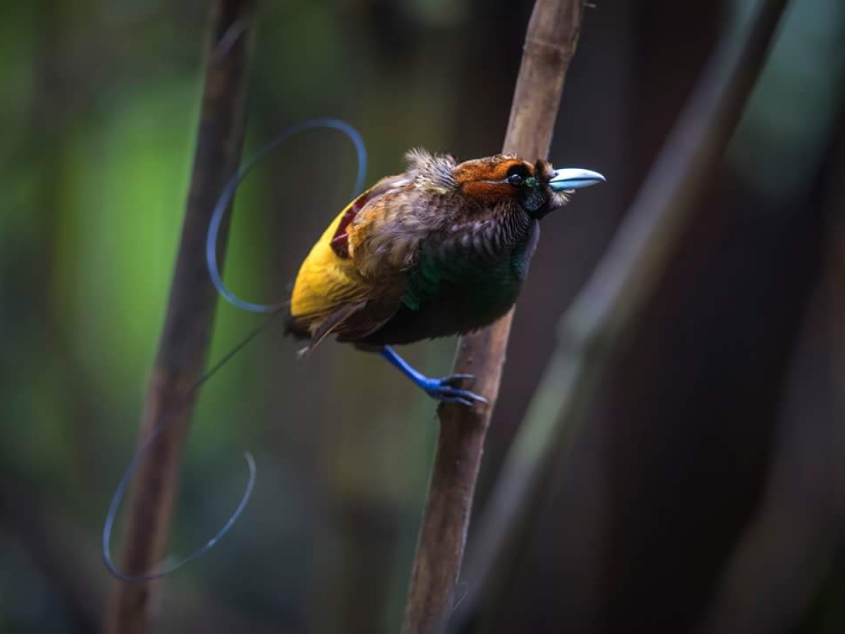 Magnificent Bird of Paradise in Arfak, Oost-Indonesië - Undiscovered.nl