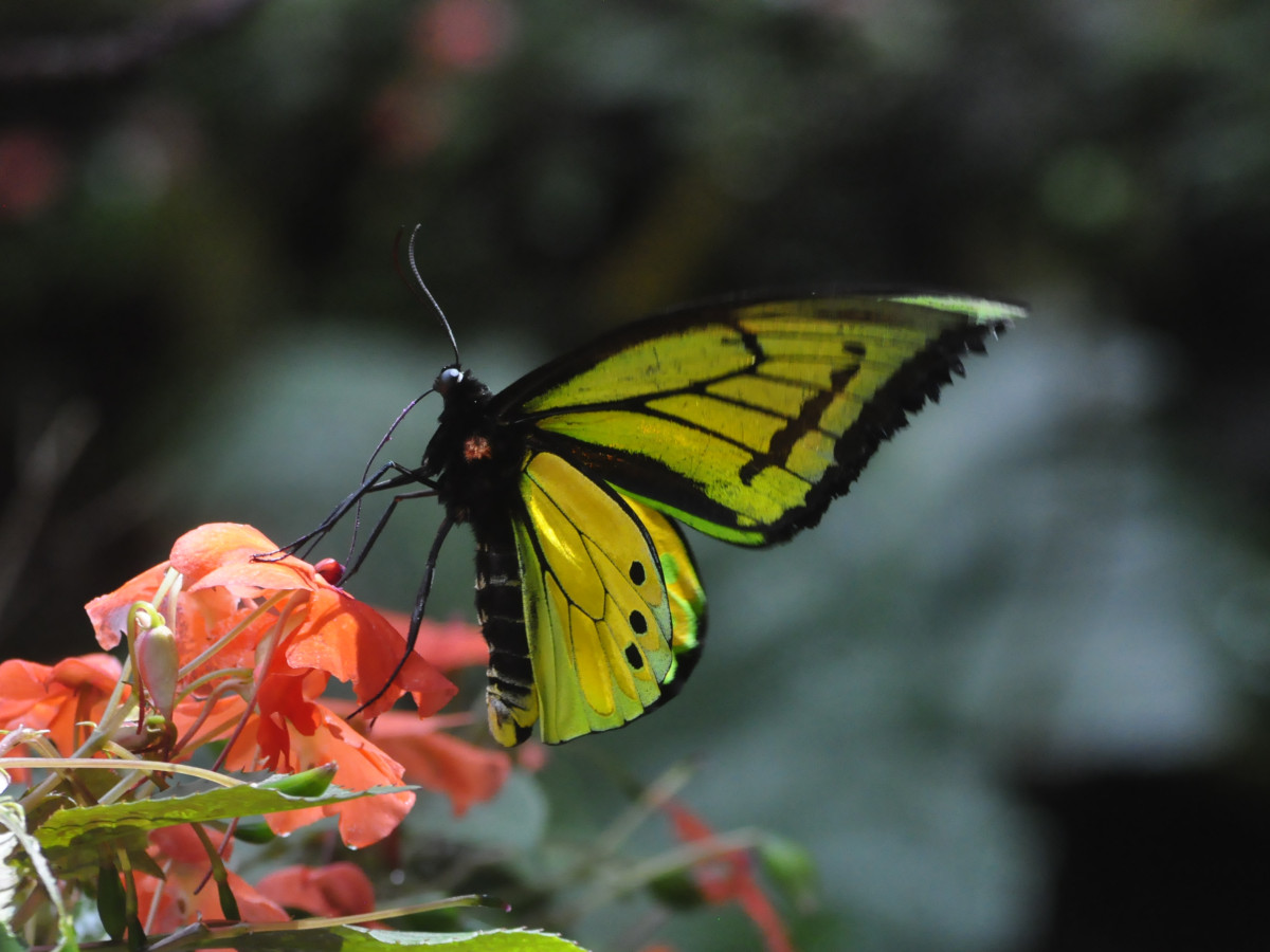 Vlinder in de Arfak Mountains in West-Papoea, Oost-Indonesië - Undiscovered.nl