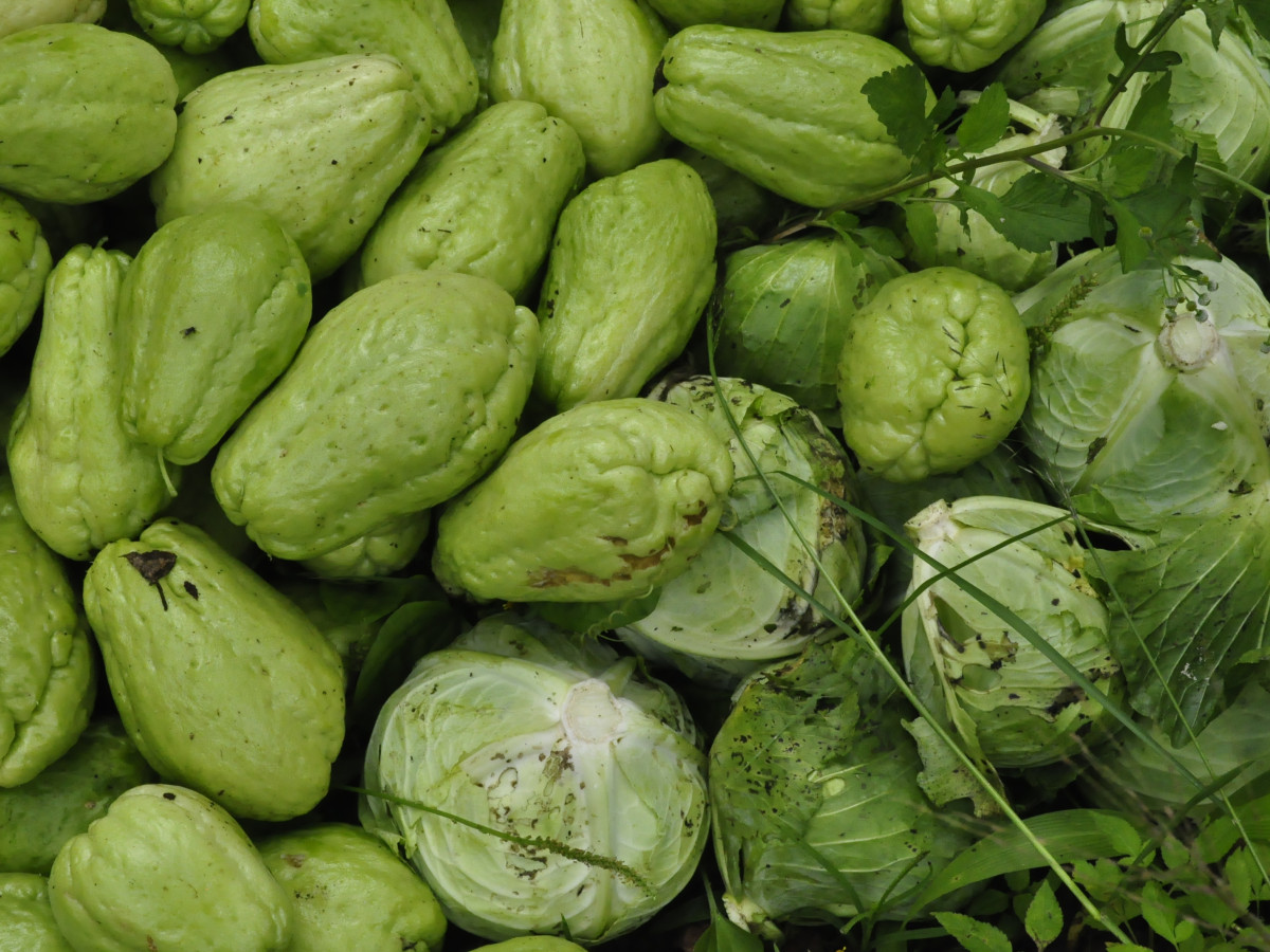 Chayote, Oost-Indonesië - Undiscovered.nl