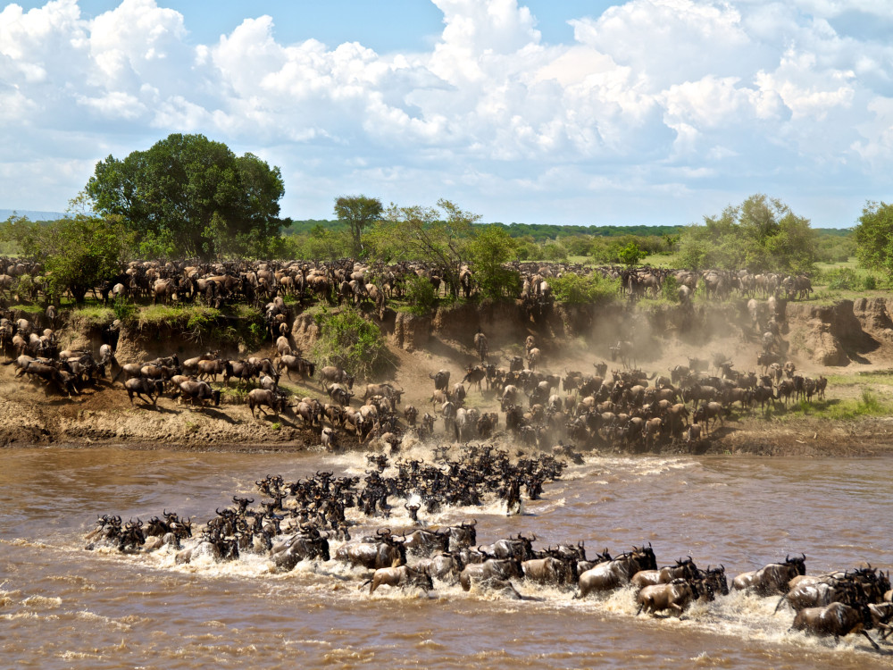 Serengeti en Masai Mara Grote Migratie - Undiscovered.nl