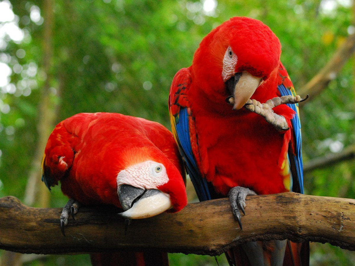 Papegaaien in Belize - Undiscovered.nl
