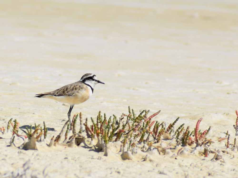 Tsimanampetsotse National Park, Madagascar - Undiscovered.nl