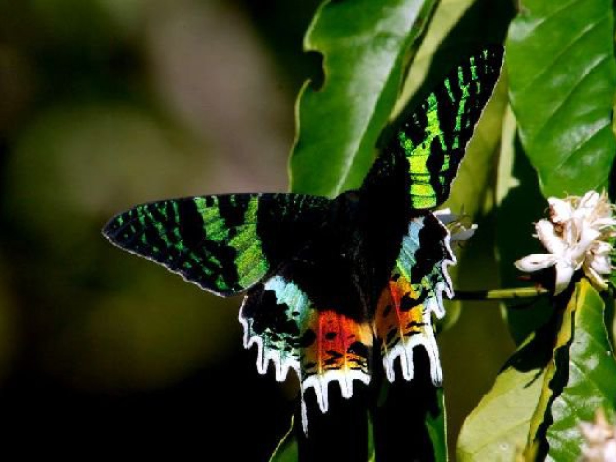 Chrysiridia rhipheus in Madgascar - Undiscovered.nl