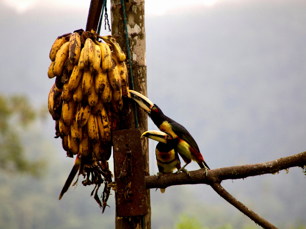 Bananen in Amazone gebied, Ecuador - Undiscovered.nl