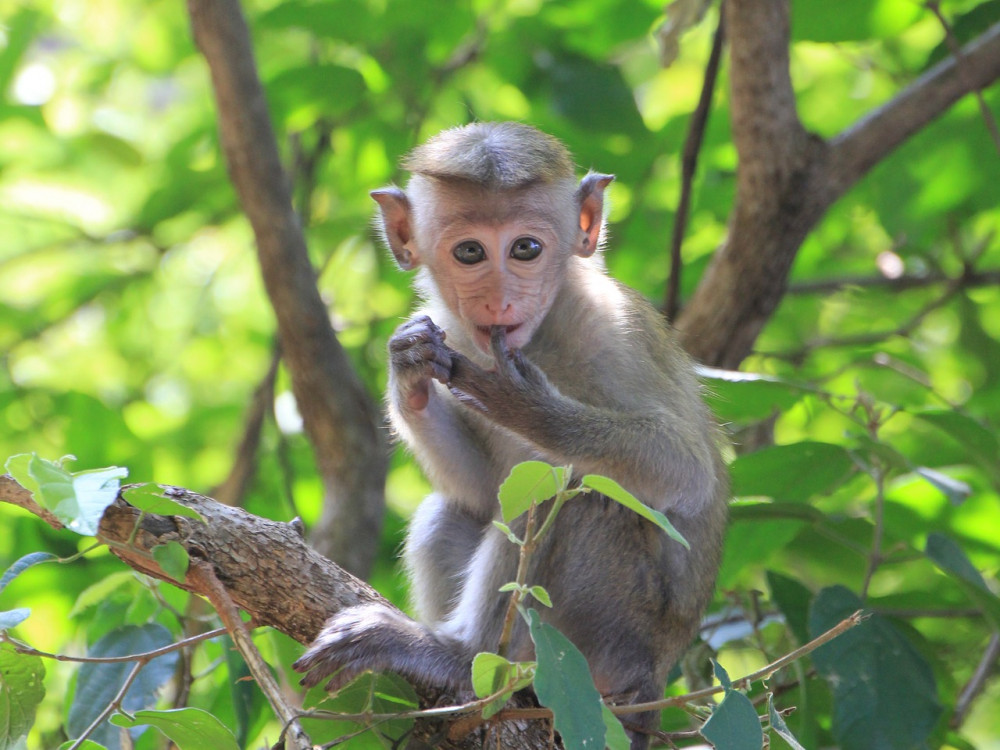 Makake klein aapje - Undiscovered.nl