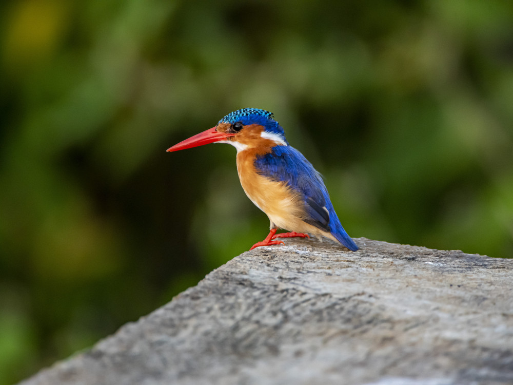 Rwanda vogels - Undiscovered