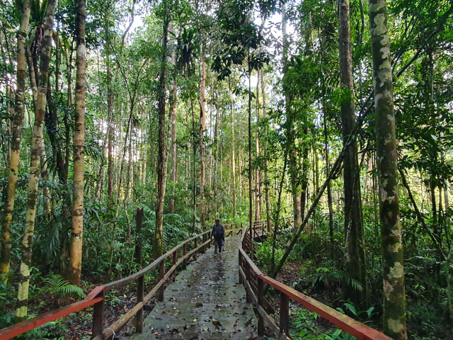 Boardwalk Malagufuk, West-Papoea- Undiscovered.nl