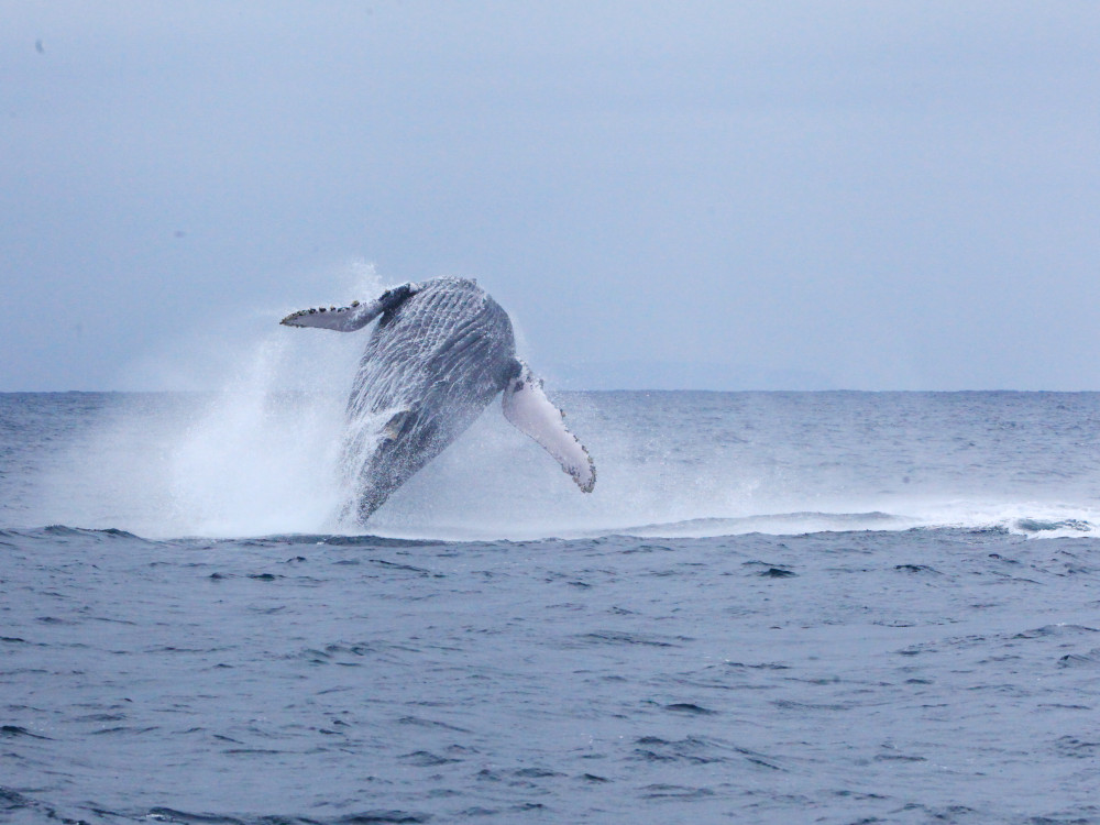 Walvis spotten, Ecuador - Undiscovered.nl