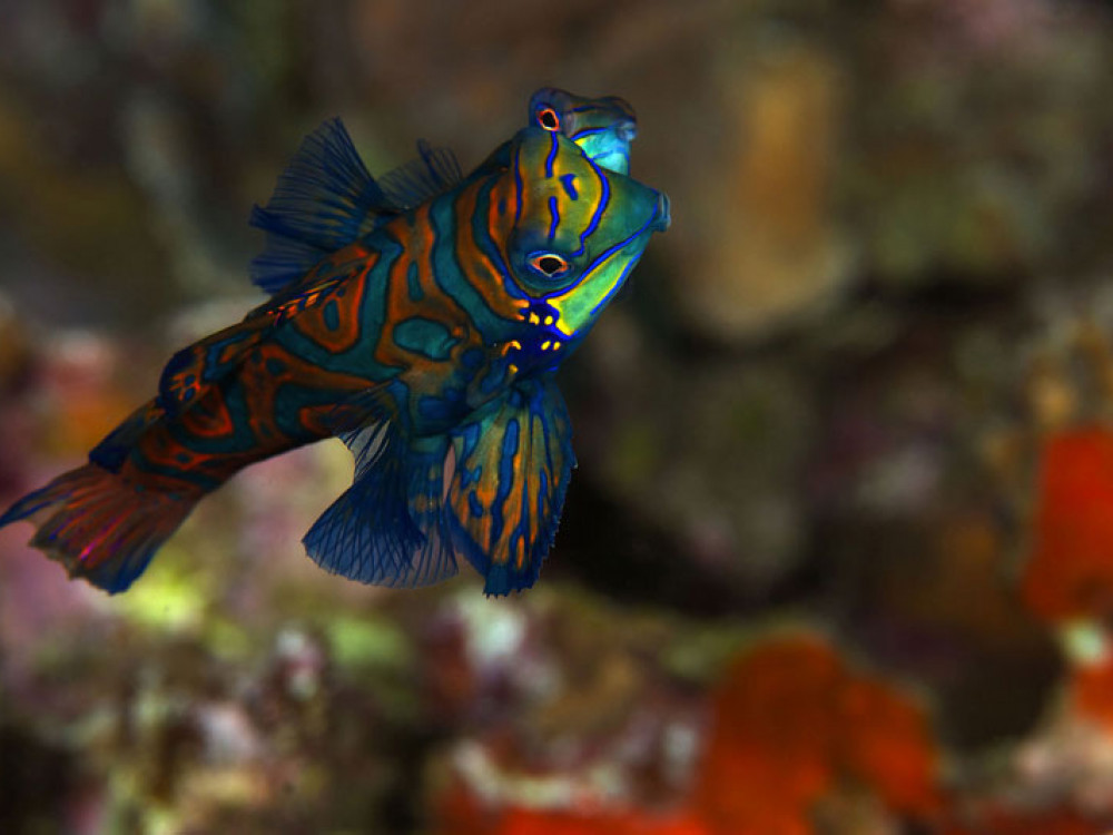 Blauwe mandarijnpitvis - Undiscovered.nl