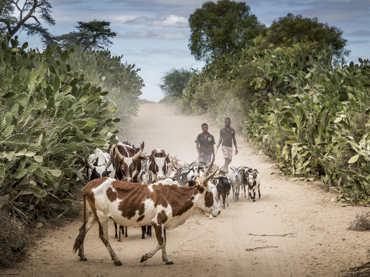 Kudde van koeien in Madagascar - Undiscovered.nl