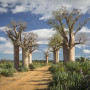 Baobab bomen in Madagascar - Undiscovered.nl