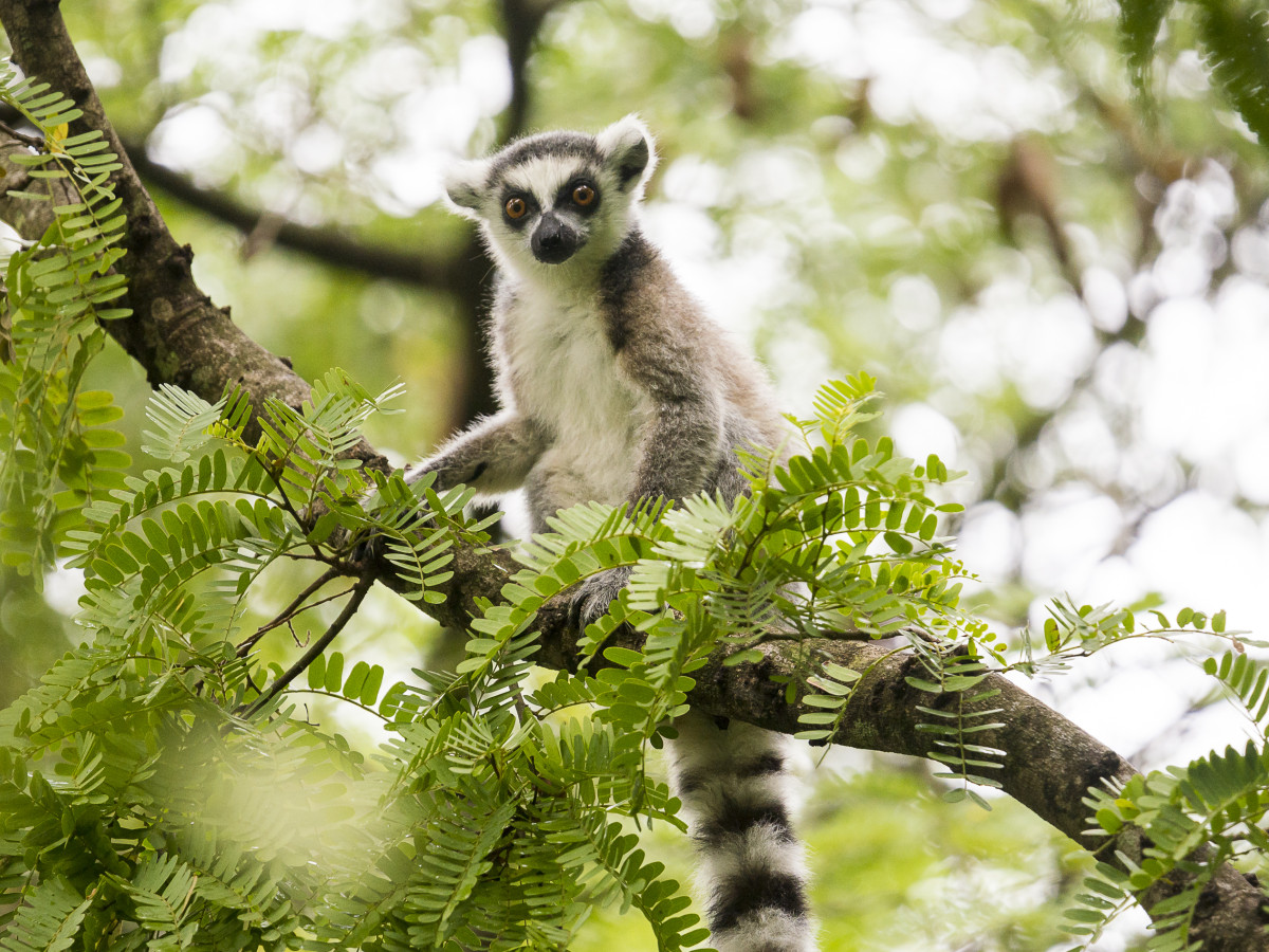 Ringstaartmaki in Madagascar - Undiscovered.nl