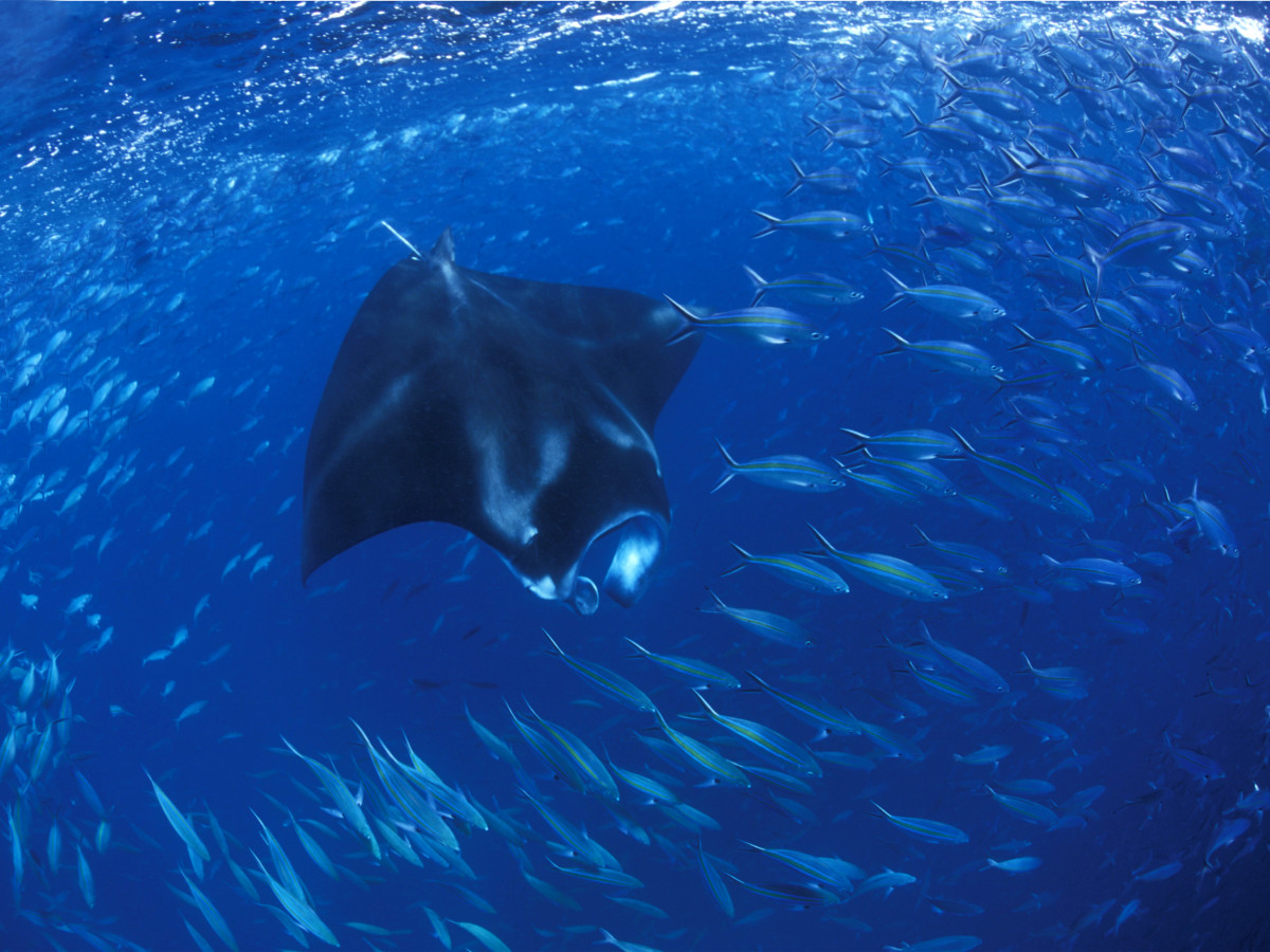 Duiken in Raja Ampat met Kri Eco Resort - Undiscovered.nl