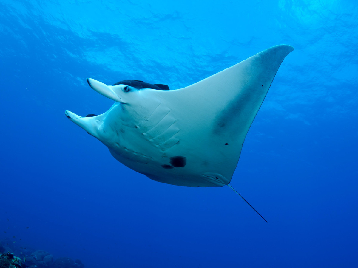 Pijlstaartrog - Undiscovered.nl