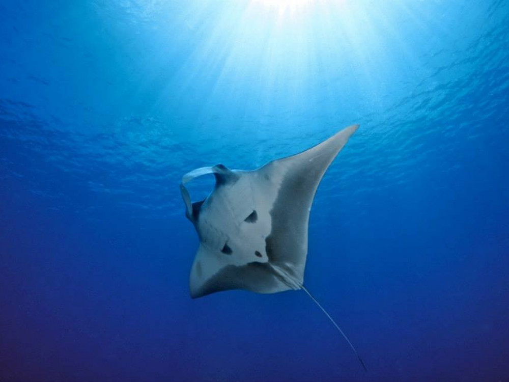 Pijlstaartrog - Undiscovered.nl