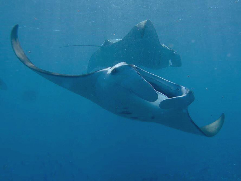 Mantarog in Malediven - Undiscovered.nl
