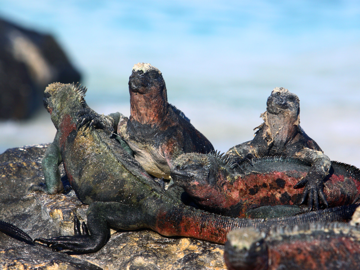 Leguanen Galapagos, Ecuador - Undiscovered.nl