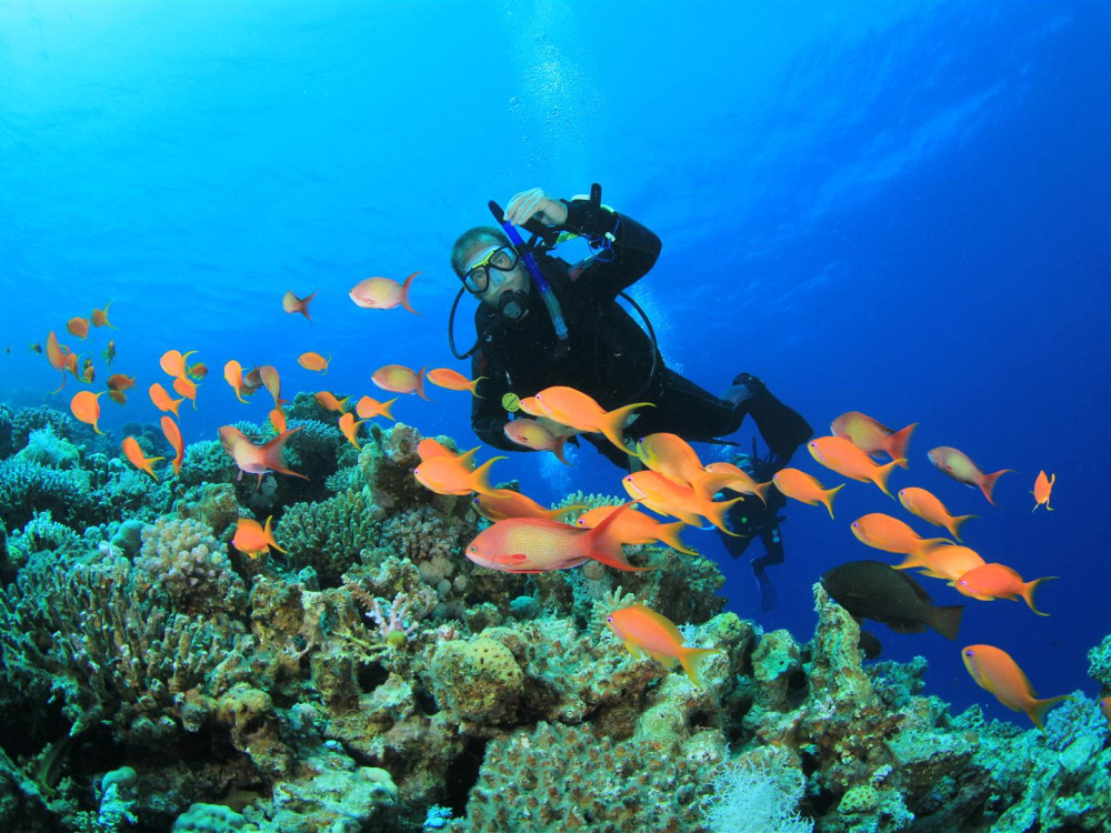 Duiker tussen de vissen - Undiscovered.nl