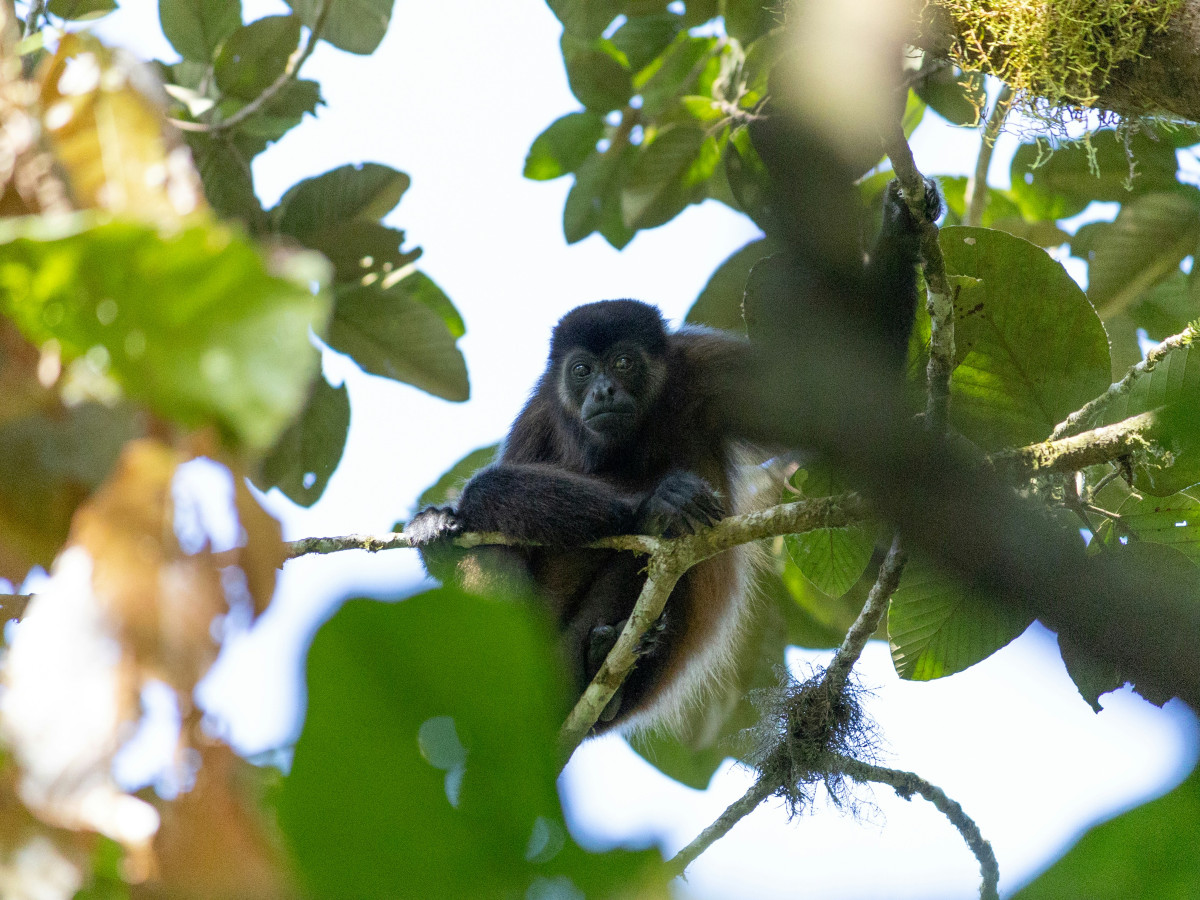 Aapje in Boom in Nicaragua - Undiscovered.nl