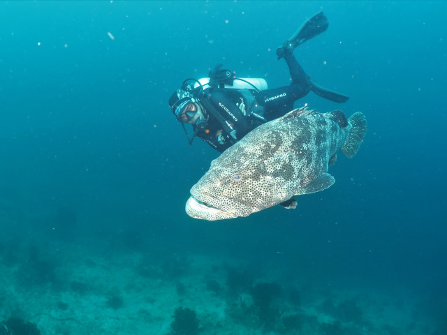 Duiken met Triton Bay Divers Resort, West-Papoea - Undiscovered.nl