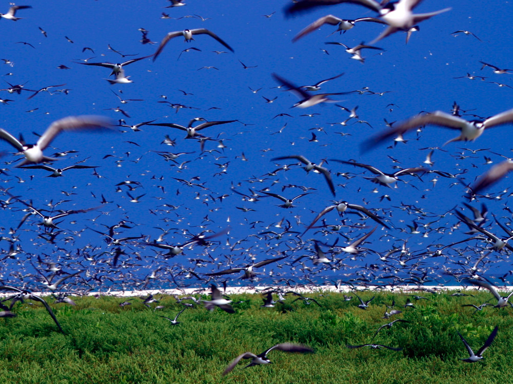 Bird Island Seychellen - Undiscovered.nl