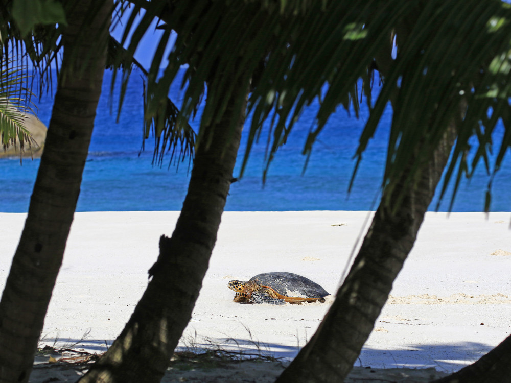 Reuzenschildpad op Cousin Island, Seychellen - Undiscovered.nl