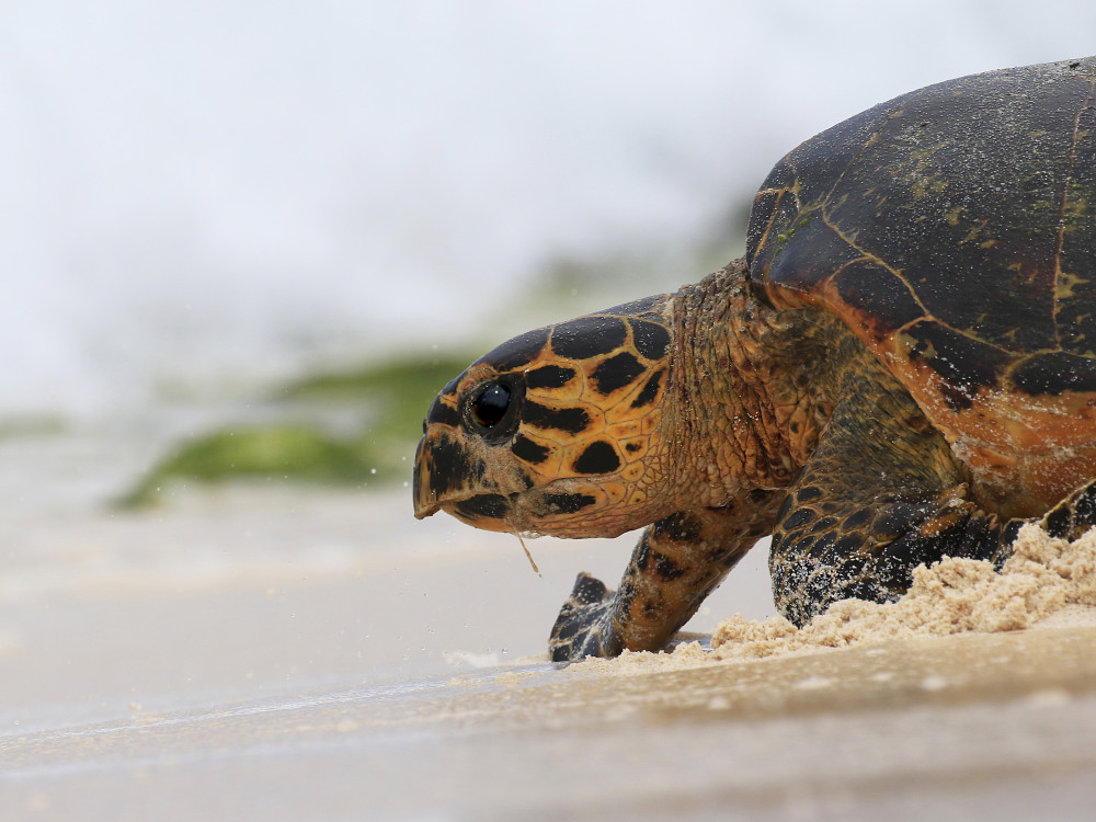 Reuzenschildpad op Cousin Island, Seychellen - Undiscovered.nl
