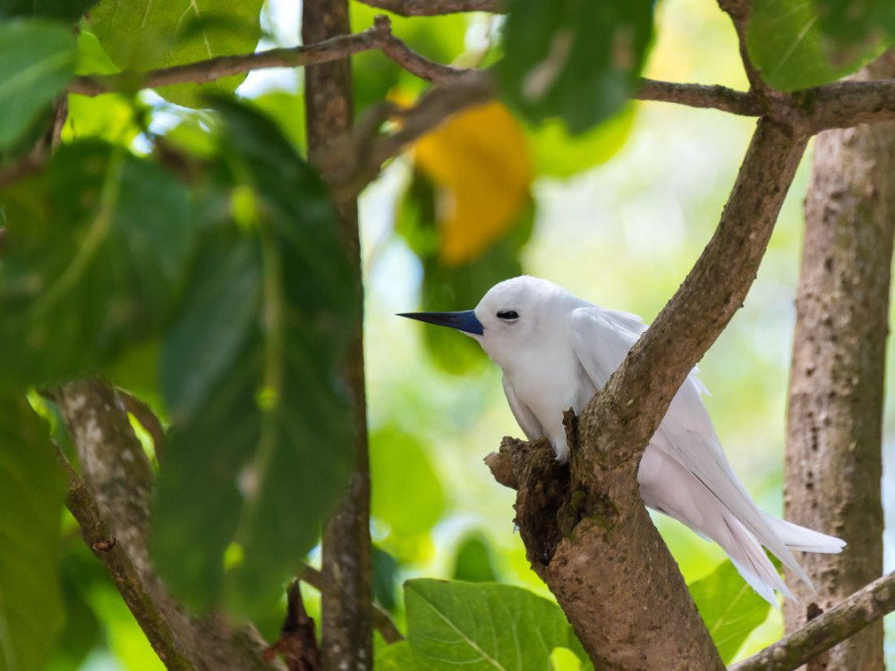 Witte stern, Cousin Island, Seychellen - Undiscovered.nl