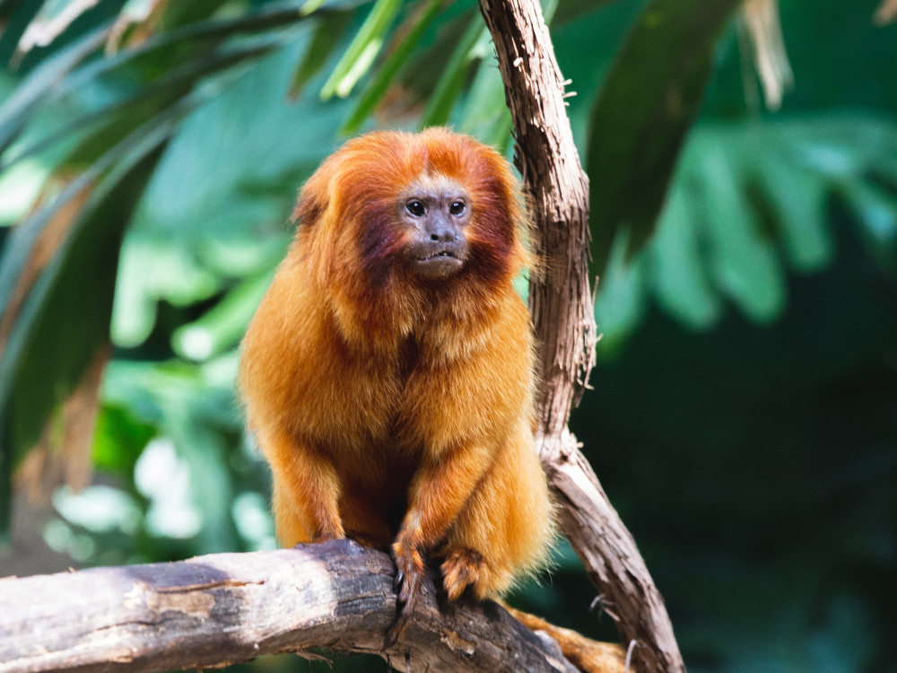 Monkeys wildlife - Rwanda - Undiscovered.nl