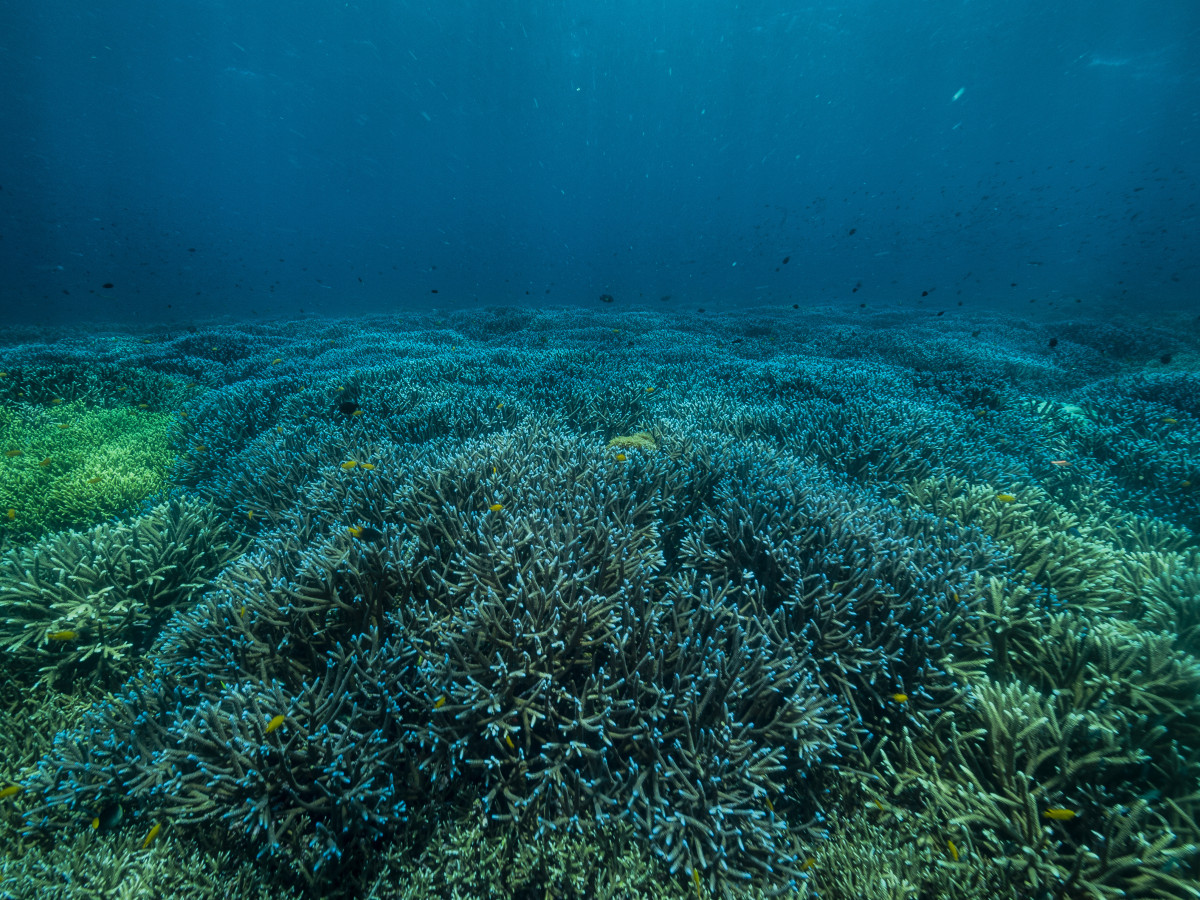 Melisssa's Garden in Raja Ampat, Kri Eco Resort - Undiscovered.nl