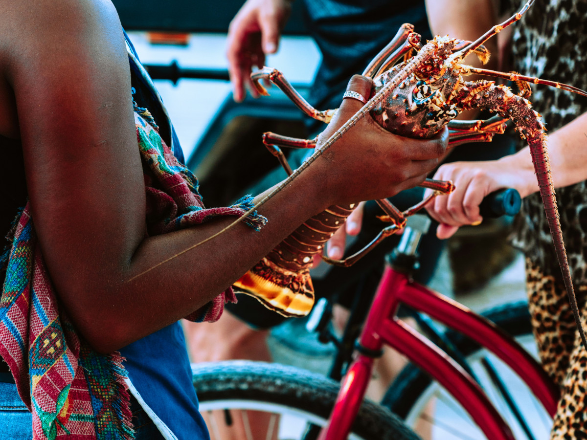 Kreeft op Caye Caulker - Undiscovered.nl