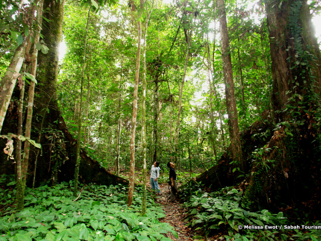 Borneo Sabah Jungle Trekking - Undiscovered.nl