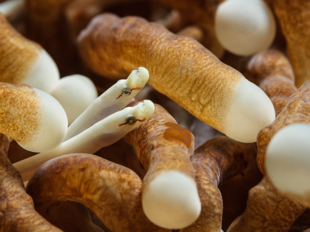 Duiken met Triton Bay Divers Resort, West-Papoea - Undiscovered.nl