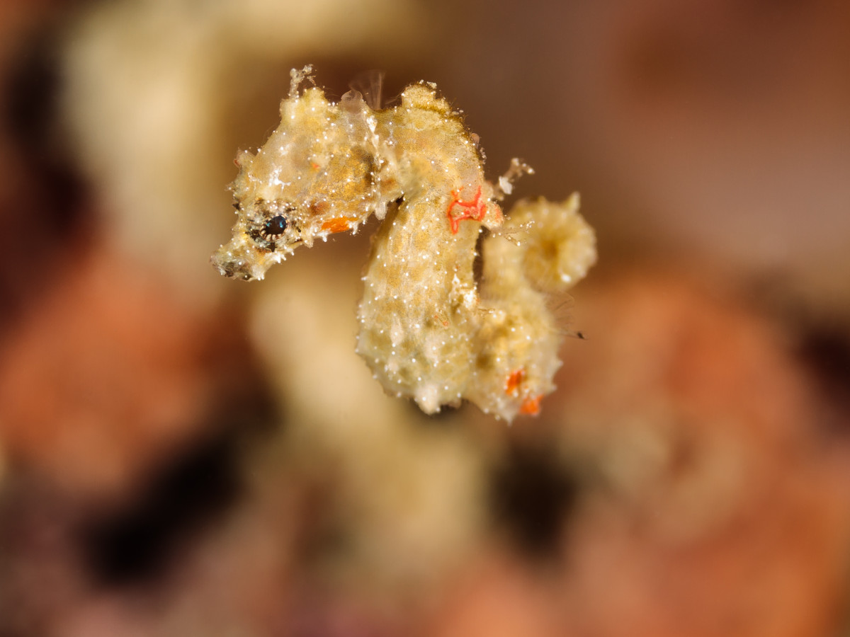 Duiken met Triton Bay Divers Resort, West-Papoea - Undiscovered.nl