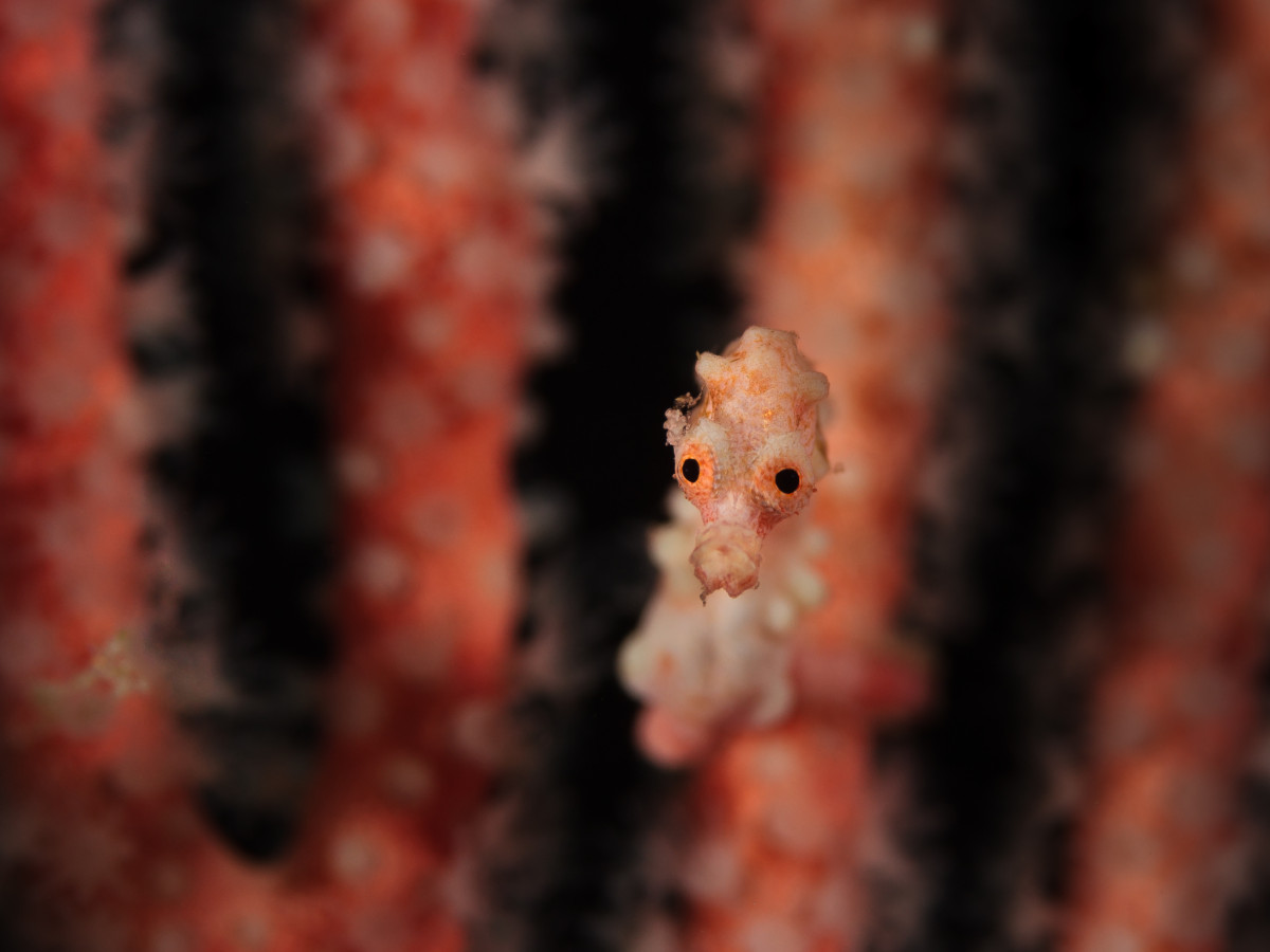 Duiken met Triton Bay Divers Resort, West-Papoea - Undiscovered.nl