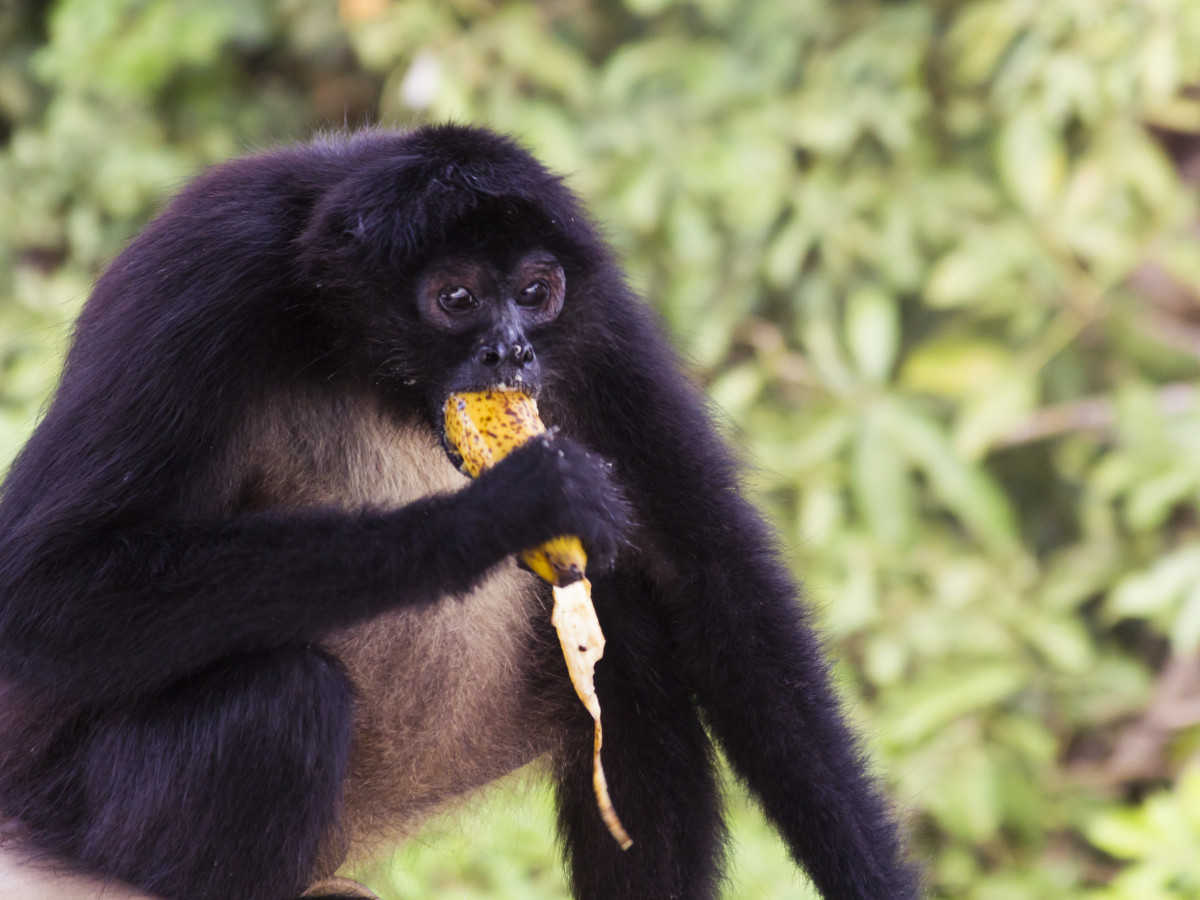 Aapje in Guatemala - Undiscovered.nl