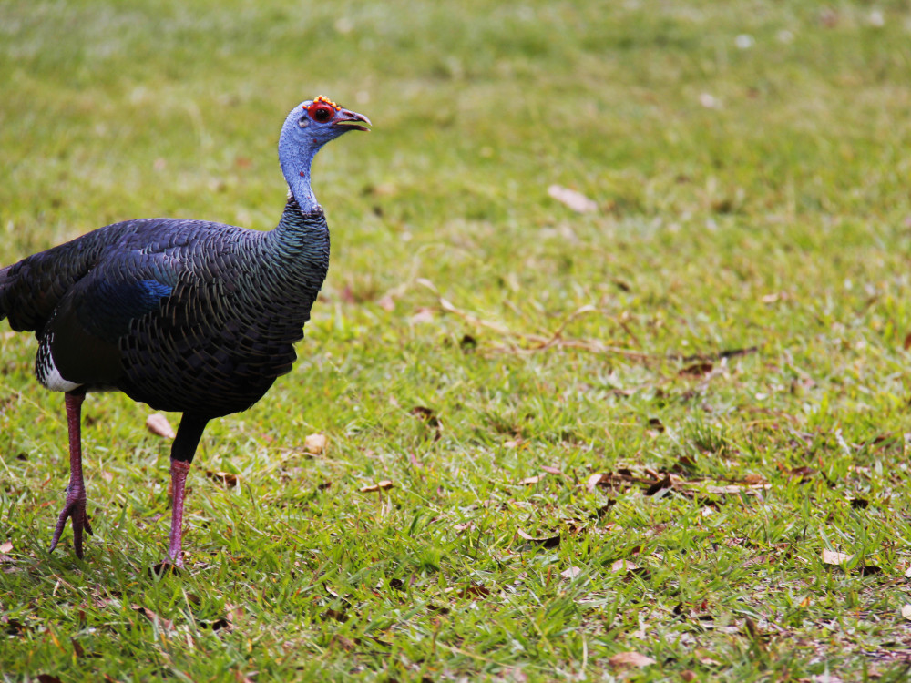 Wildleven in Guatemala - Undiscovered.nl
