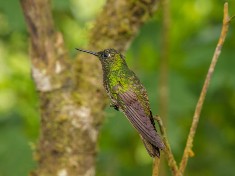 Mindo hummingbird, Ecuador - Undiscovered.nl