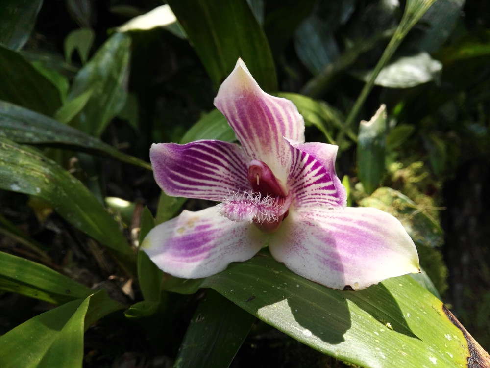 Mindo orchidee, Ecuador - Undiscovered.nl