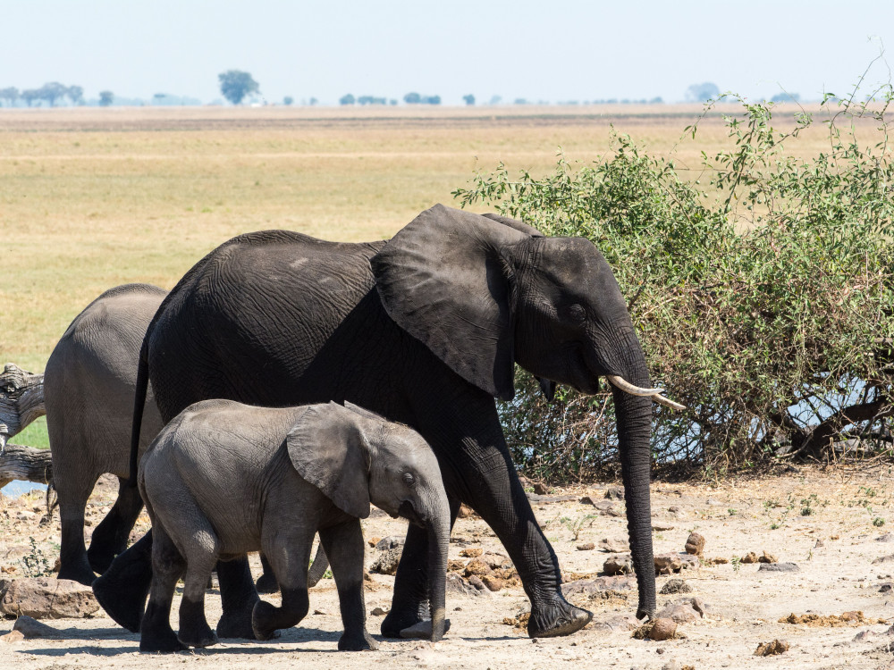 Olifant met baby - Undiscovered.nl