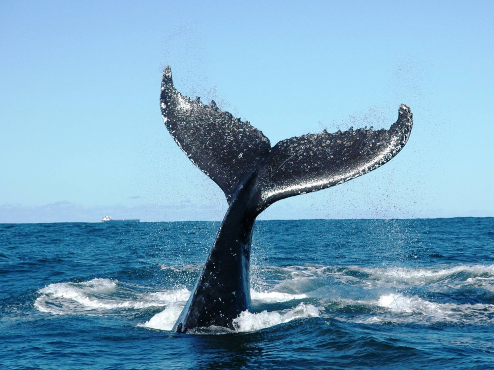 Sri Lanka Mirissa walvis spotten - Undiscovered.nl