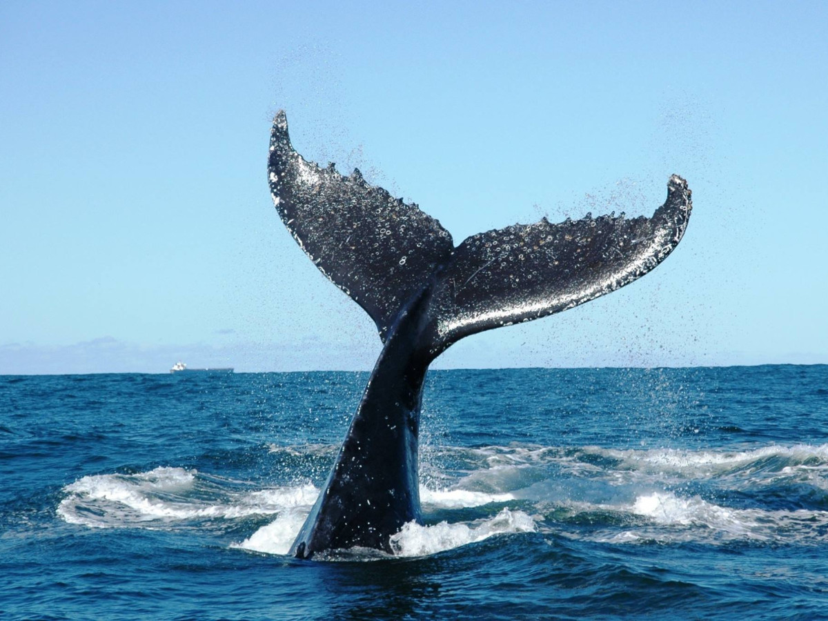 Sri Lanka Mirissa walvis spotten - Undiscovered.nl