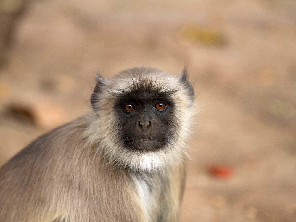 Grey Langur aap in Wilpattu National Park Sri Lanka - Undiscovered.nl