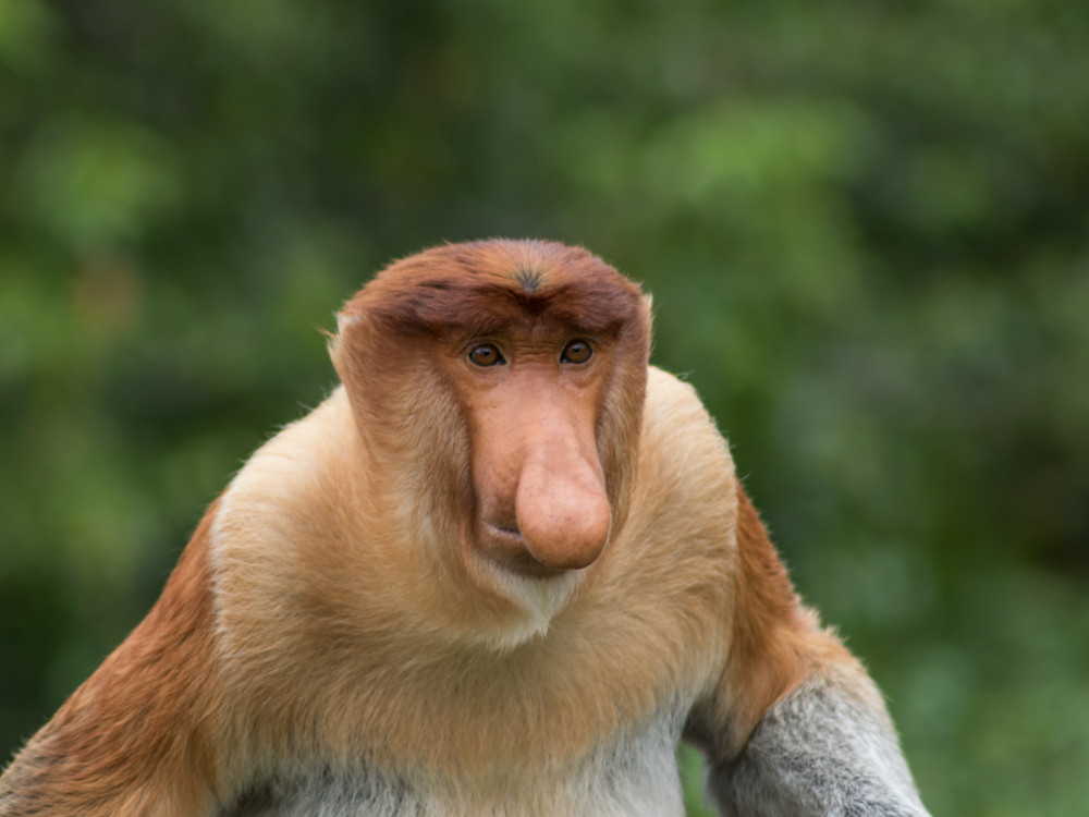 Neusaap in Borneo - Undiscovered.nl