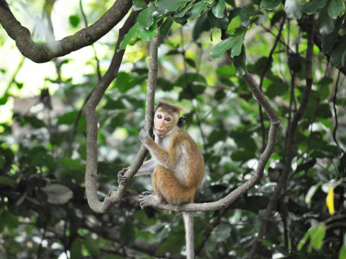 Aapje in Udawalawe National Park, Sri Lanka - Undiscovered.nl
